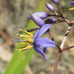 Dianella caerulea caerulea
