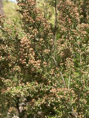 Erica arborea