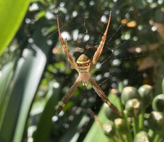 Argiope keyserlingi