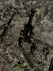 Urodacus manicatus