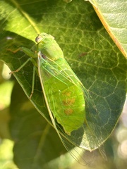 Chlorocysta vitripennis
