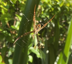 Argiope keyserlingi