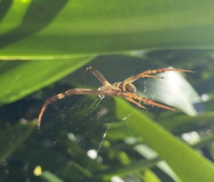 Argiope keyserlingi