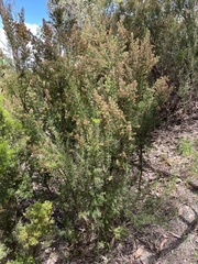 Erica arborea
