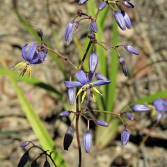 Dianella caerulea caerulea