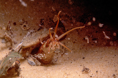 Eunice dharastii