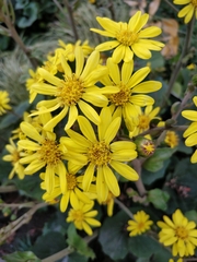 Farfugium japonicum