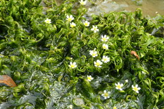 Ranunculus ashibetsuensis