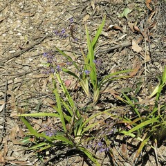 Dianella caerulea caerulea
