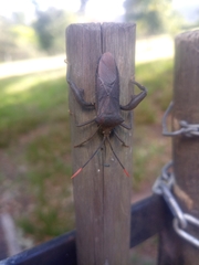 Anoplocnemis curvipes