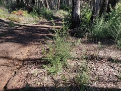 Ceanothus thyrsiflorus thyrsiflorus