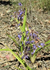 Dianella caerulea caerulea