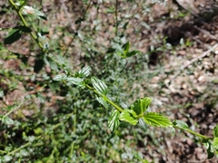 Ceanothus thyrsiflorus thyrsiflorus