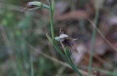 Calochilus robertsonii