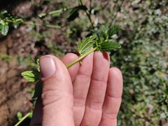 Ceanothus thyrsiflorus thyrsiflorus