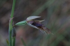 Calochilus robertsonii