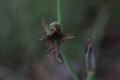 Calochilus robertsonii