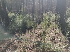 Ceanothus thyrsiflorus thyrsiflorus