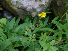 Arnica mollis