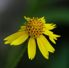 Arnica mollis