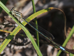 Pseudagrion salisburyense