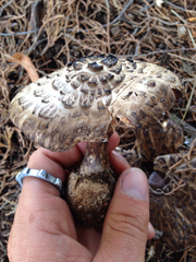 Rhacodium