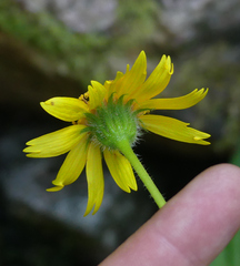 Arnica mollis