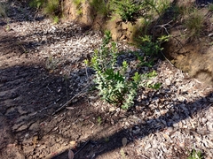 Arctostaphylos andersonii