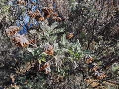 Anthyllis barba-jovis