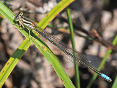 Pseudagrion salisburyense