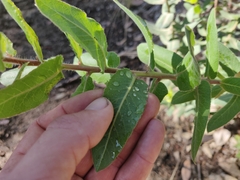 Arctostaphylos andersonii
