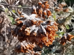 Anthyllis barba-jovis