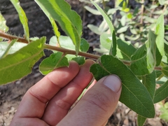 Arctostaphylos andersonii
