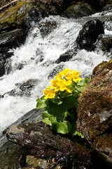 Caltha fistulosa
