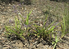 Dianella caerulea caerulea