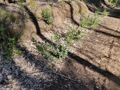 Arctostaphylos andersonii