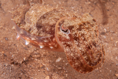 Sepia plangon