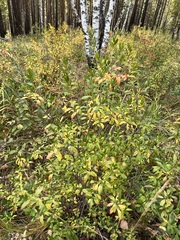 Rhododendron dauricum