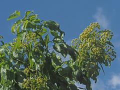 Heteromorpha arborescens abyssinica