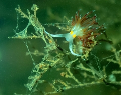 Cratena pawarshindeorum