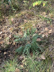 Oxytropis strobilacea