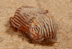 Sepioloidea lineolata