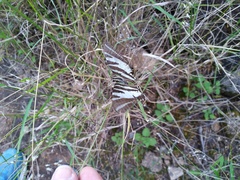 Protographium leosthenes