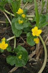 Caltha palustris membranacea