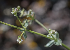 Galium multiflorum