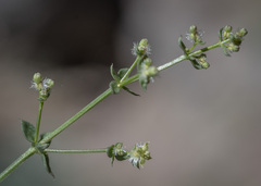 Galium multiflorum