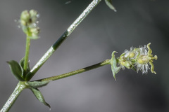 Galium multiflorum