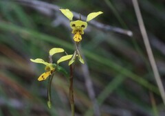 Diuris sulphurea