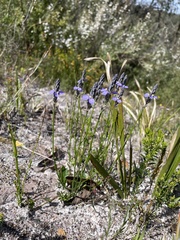Comesperma calymega