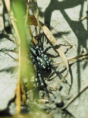 Nyssus coloripes